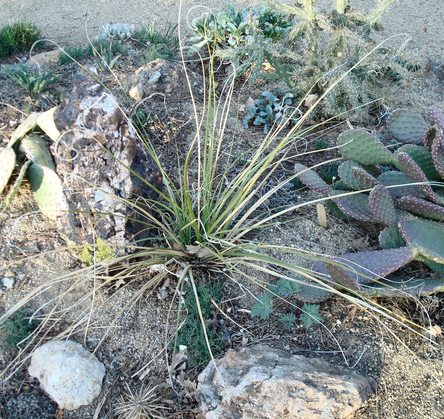 Nolina microcarpa slender green leaves with curly white fibers growing in rocky desert soil