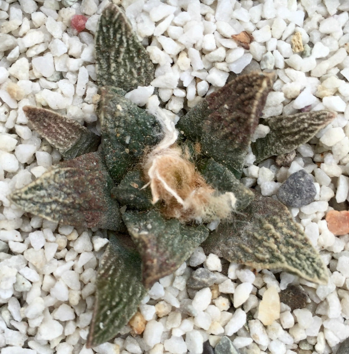 Ariocarpus scapharostrus X fissuratus rare succulent cactus with textured triangular tubercles and woolly center