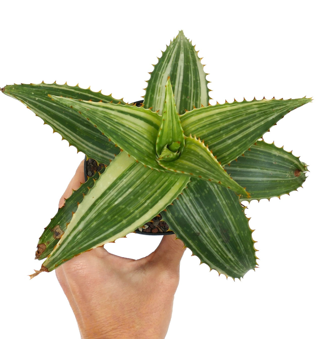 Aloe saponaria VARIEGATED 60M