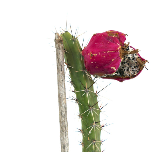 Rathbunia sonorensis cactus with green stem, long sharp spines, and ripe pink fruit split open