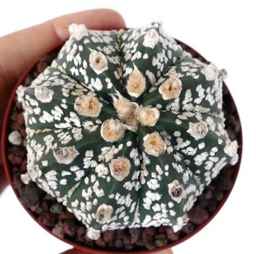 Astrophytum cv ONZUKA rare succulent cactus with white speckled pattern and woolly areoles
