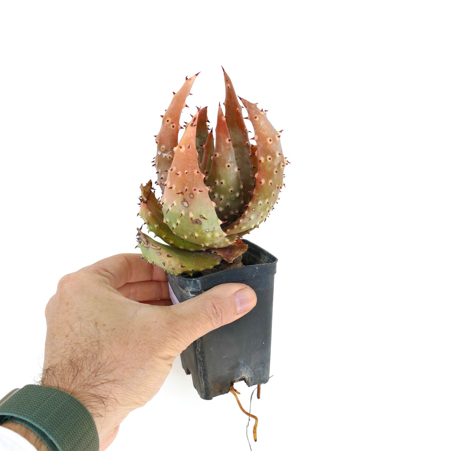 Aloe aculeata var. crousiana succulent with thick spiny reddish-green leaves in pot