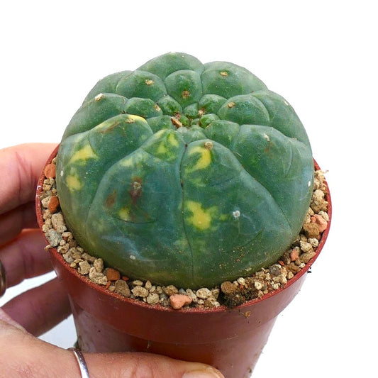 Matucana madisoniorum cactus with green and yellow variegated patches in small pot