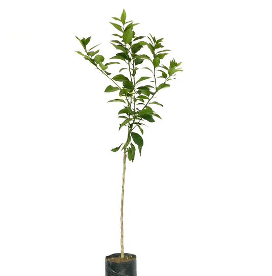 Citrus limon cv ETNA slender young citrus tree with vibrant green leaves in pot