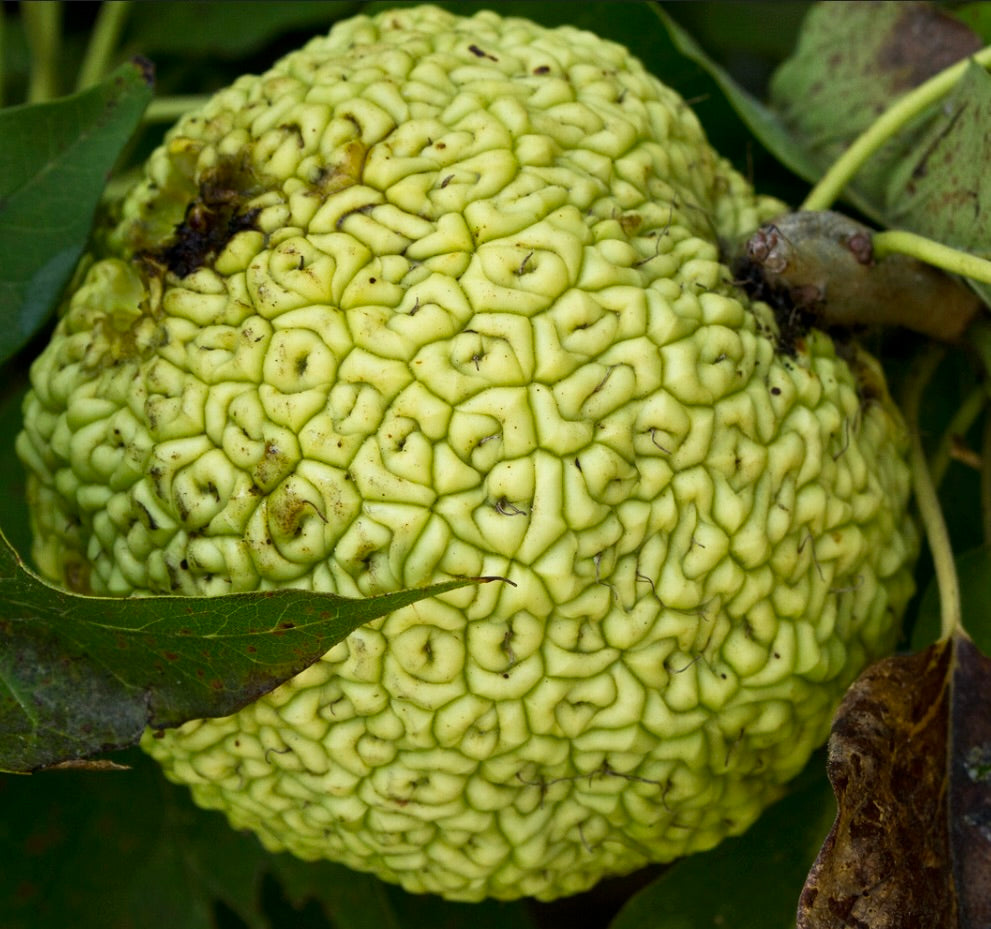 Maclura pomifera large wrinkled green fruit with rough textured surface and surrounding leaves