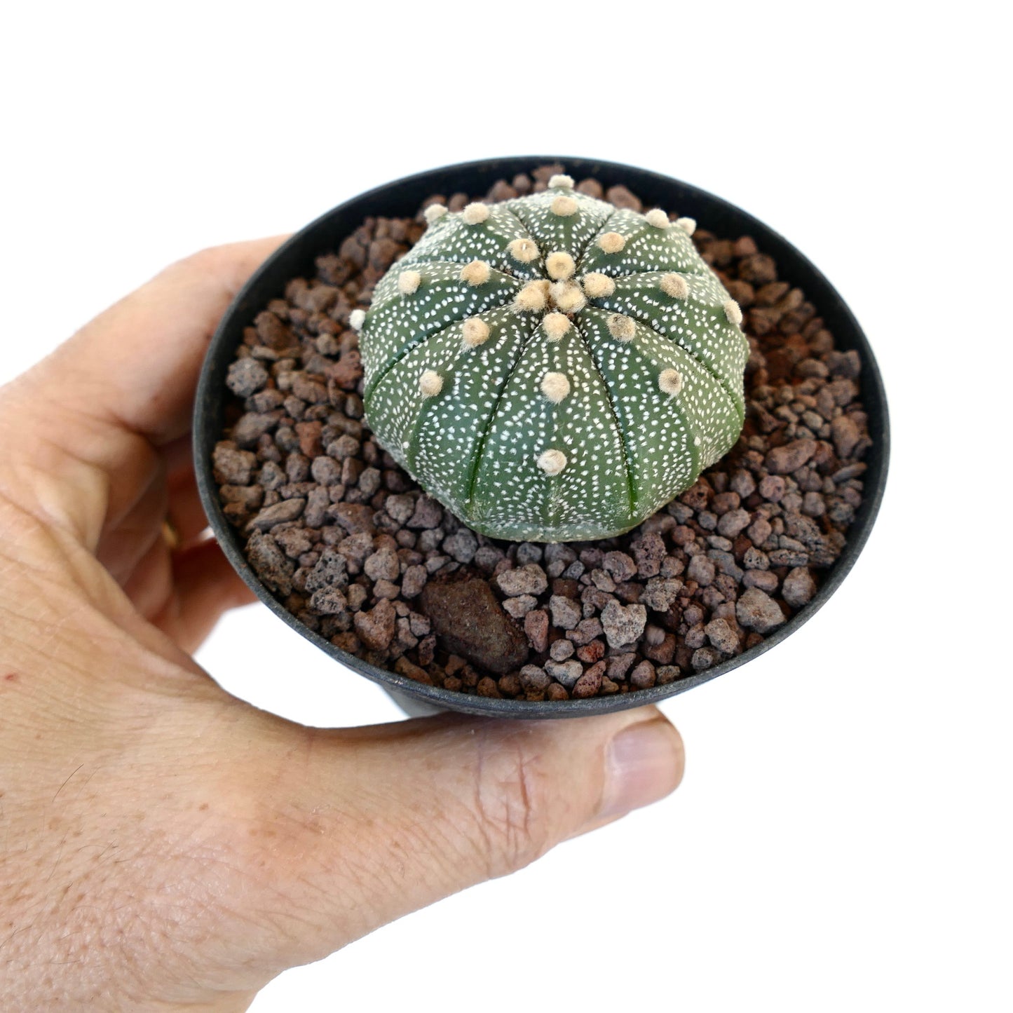 Astrophytum asterias small round green cactus with white dots and woolly areoles in pot