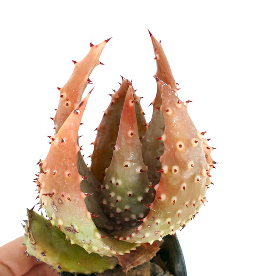 Aloe aculeata var. crousiana rare succulent with spiky reddish-tipped leaves and textured surface