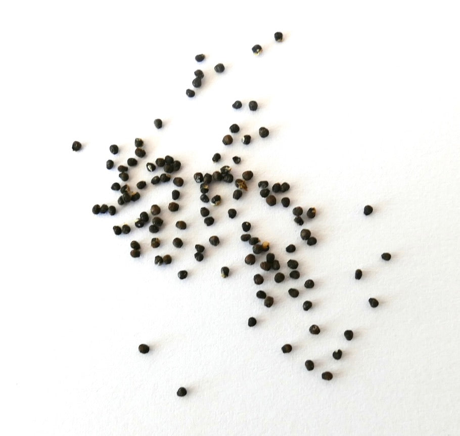Lobivia aurea var. dobeana R527 (Sierra Ancasti 1800m) SEEDS