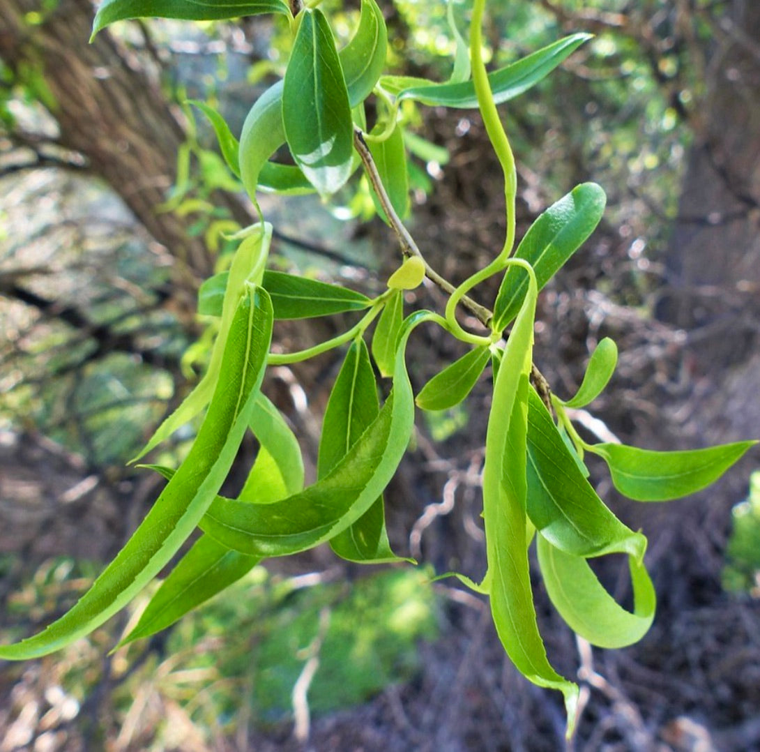 سالكس ماتسودانا توركسوا أوريا أوراق خضراء رفيعة ملتوية على فروع مرنة