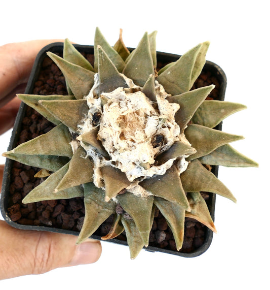 Ariocarpus retusus succulent cactus with thick triangular leaves and woolly center in pot