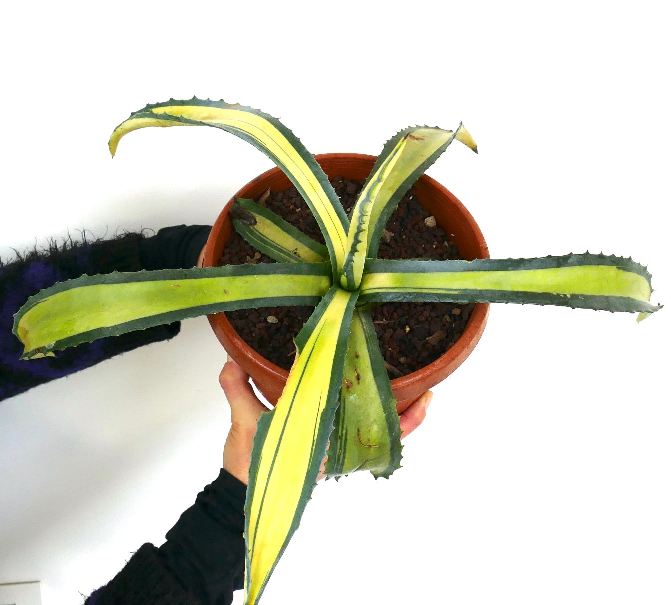 Agave americana MEDIOPICTA YELLOW VARIEGATED AB1