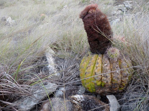 Melocactus sp. rare cactus with ribbed green-yellow body and brown cephalium on rocky terrain