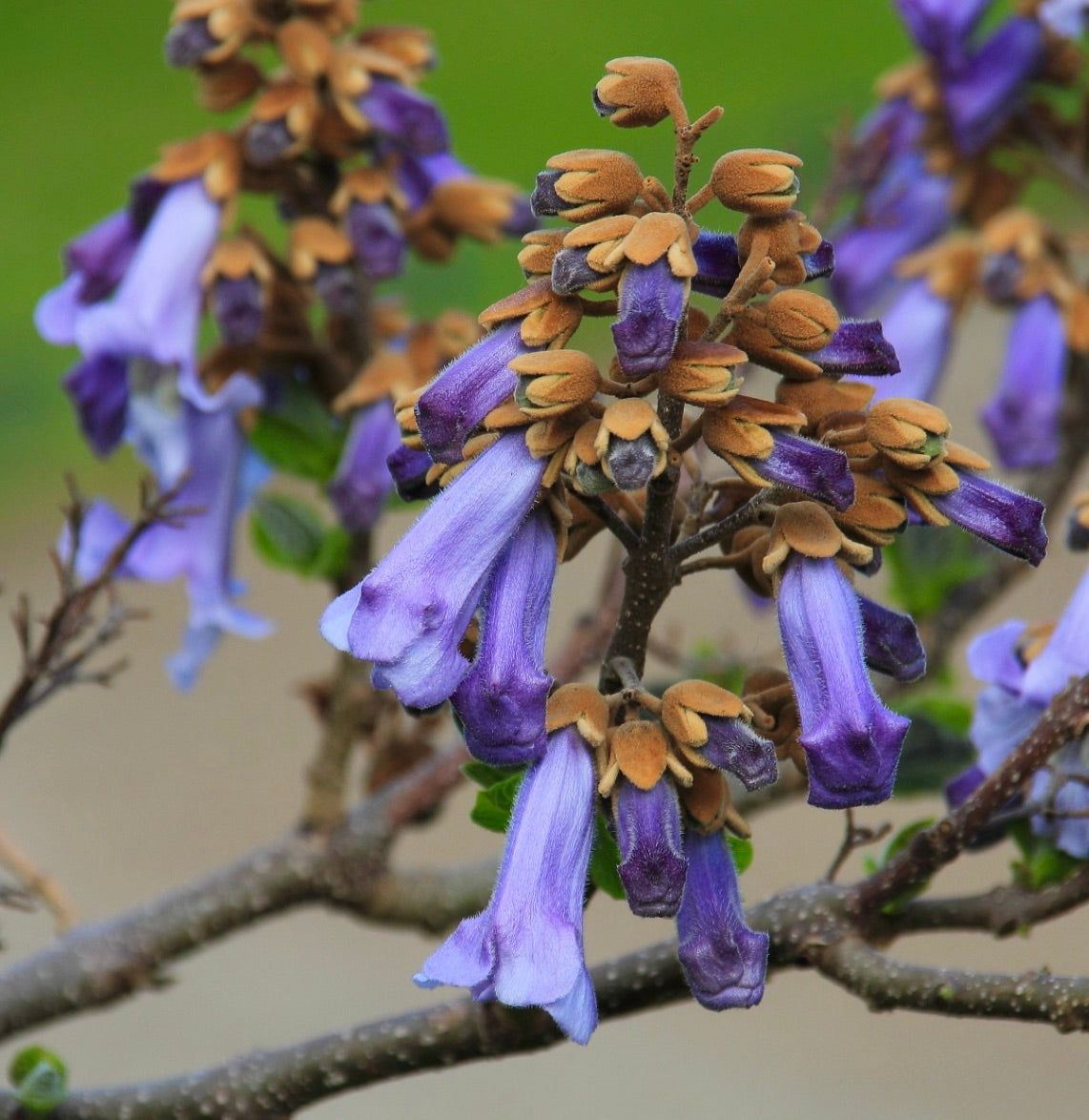 Paulownia tomentosa cluster of tubular purple flowers with fuzzy brown calyxes