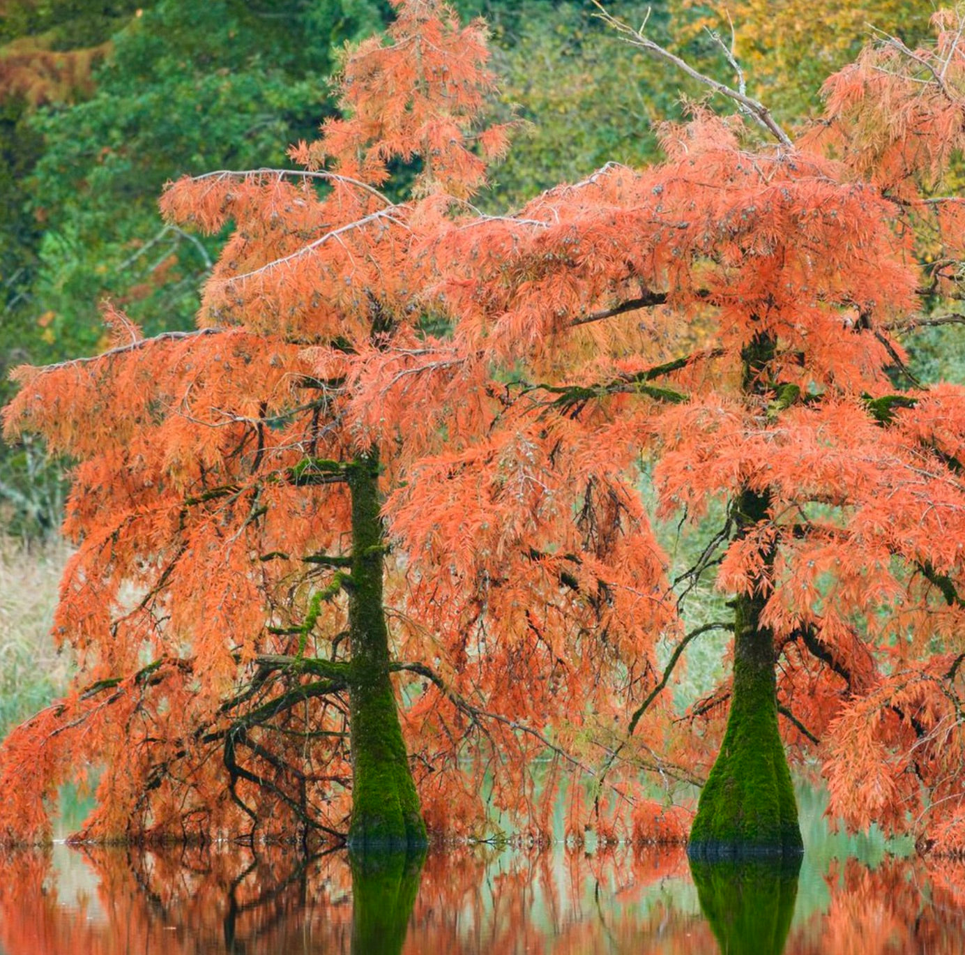 Taxodium distichum trees with vibrant orange autumn foliage and moss-covered trunks in water