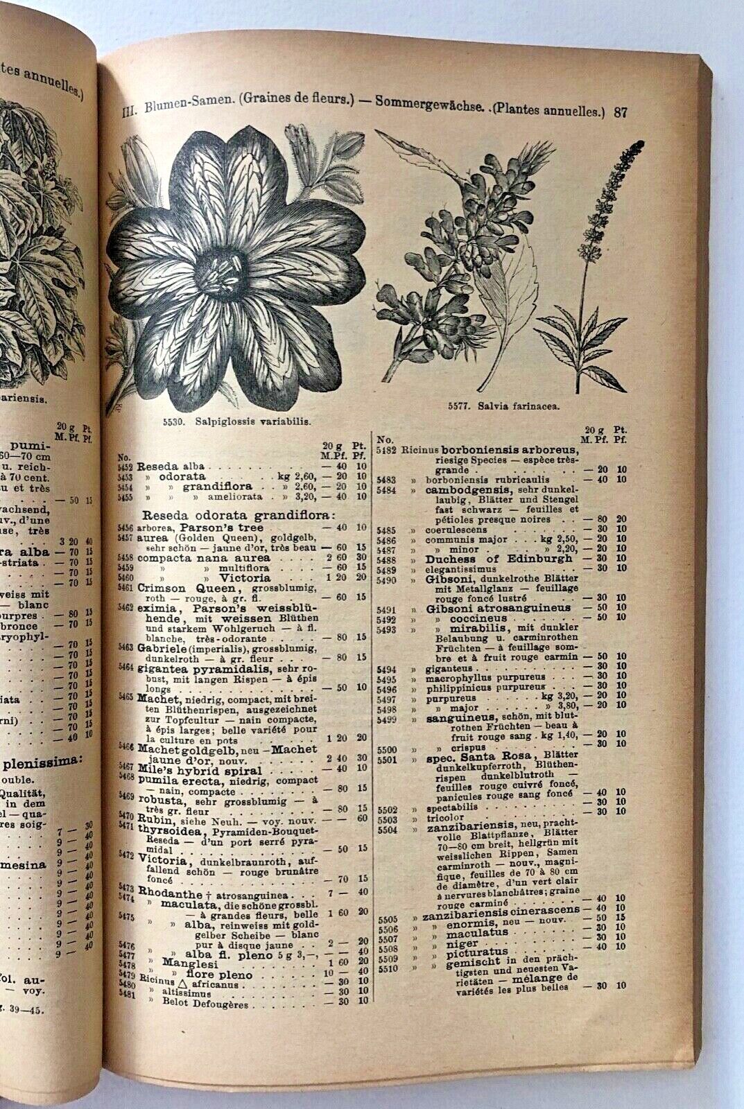 Salpiglossis variabilis large detailed flower illustration with intricate petal patterns