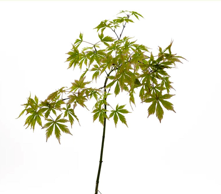 Acer palmatum polymorphum cv "VIRIDIS" foglie verde delicate con bordi finemente seghettati