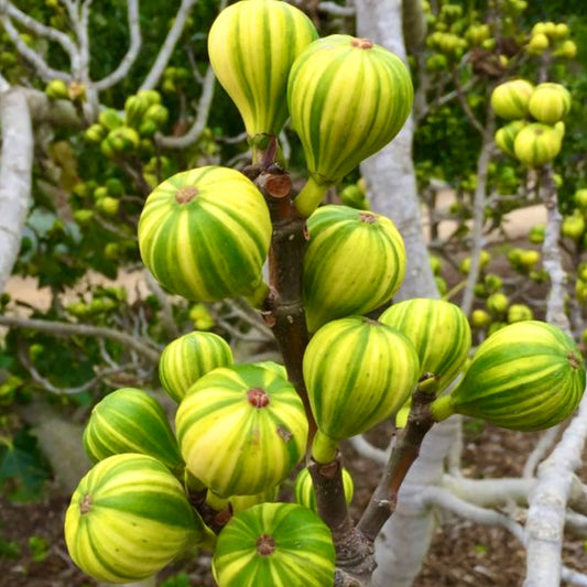 Ficus carica cv Panaché (Striped Fig) 70-80cm