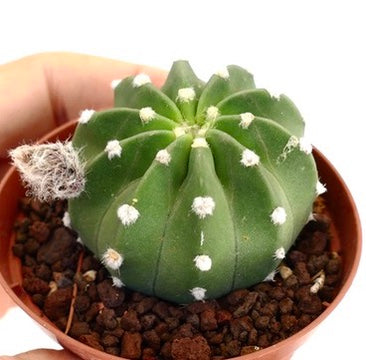 Echinopsis subdenudata pequeño cactus redondo verde con areolas blancas y mechones de espinas lanosas