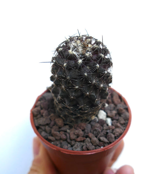 Copiapoa humilis dark purple succulent cactus with thin spines in small pot