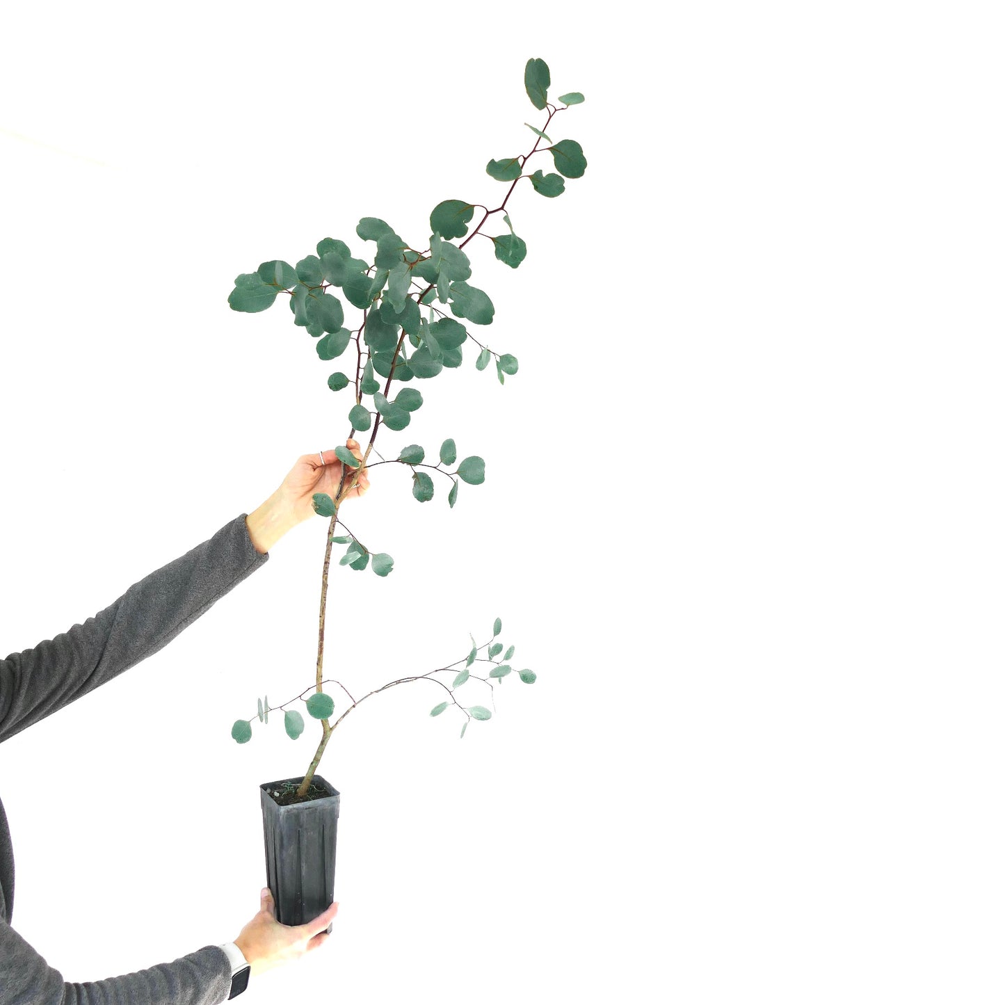 Jeune plant élancé d'Eucalyptus populus avec des feuilles rondes bleu-vert et des tiges rougeâtres