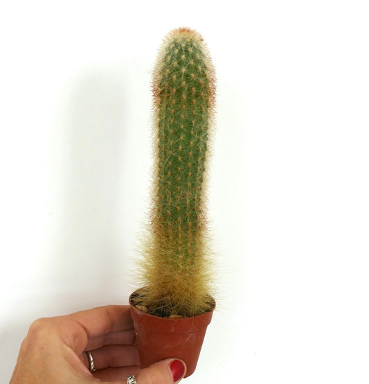 Espostoa blossfeldiorum tall green cactus with dense golden spines in small pot