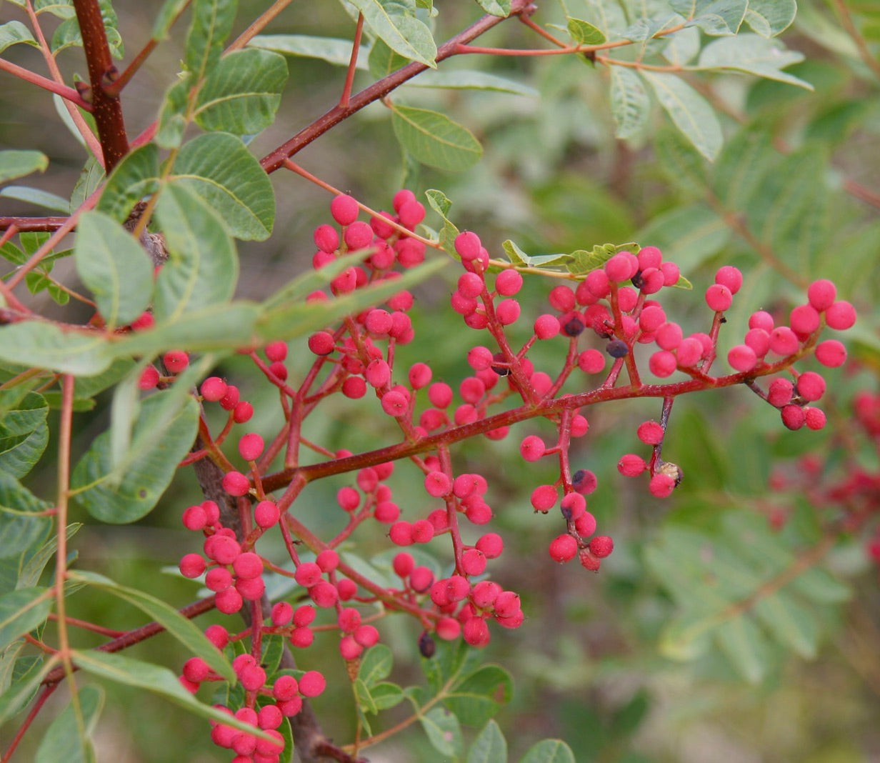 Pistacia terebinthus bright red berries with green pinnate leaves on woody stems