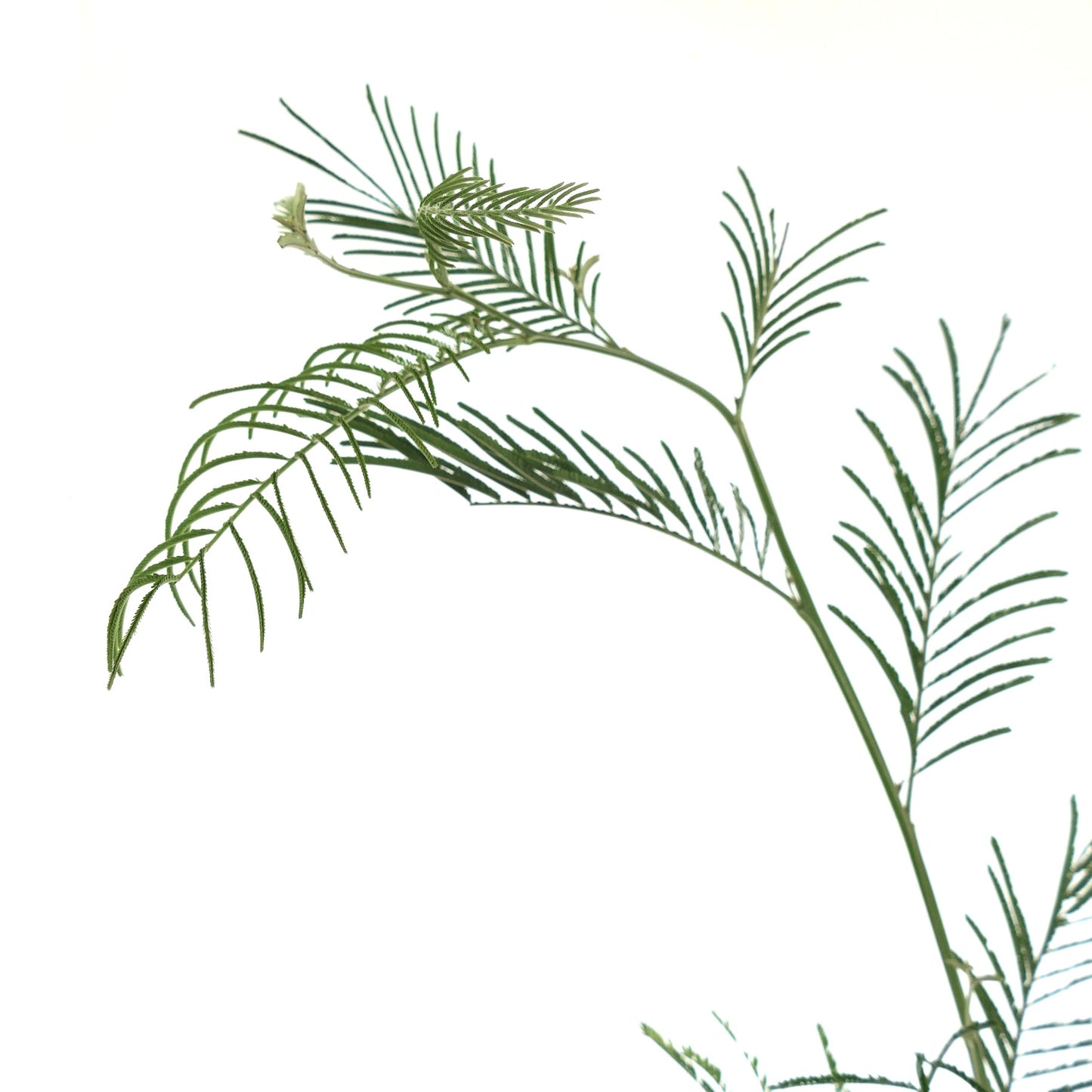 Acacia dealbata 20-30cm