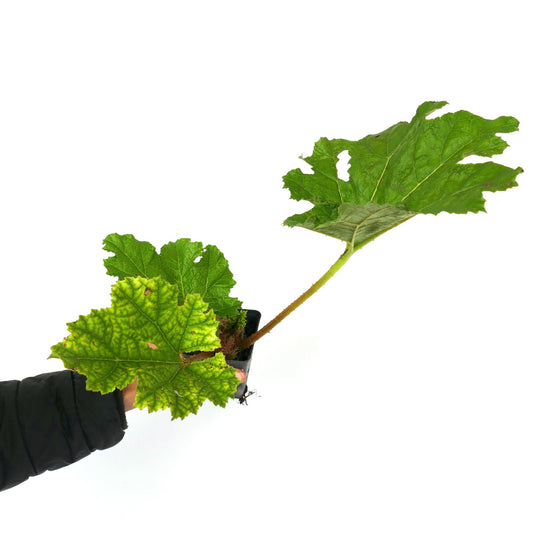 Gunnera manicata young plant with large textured green leaves and thick stem in pot