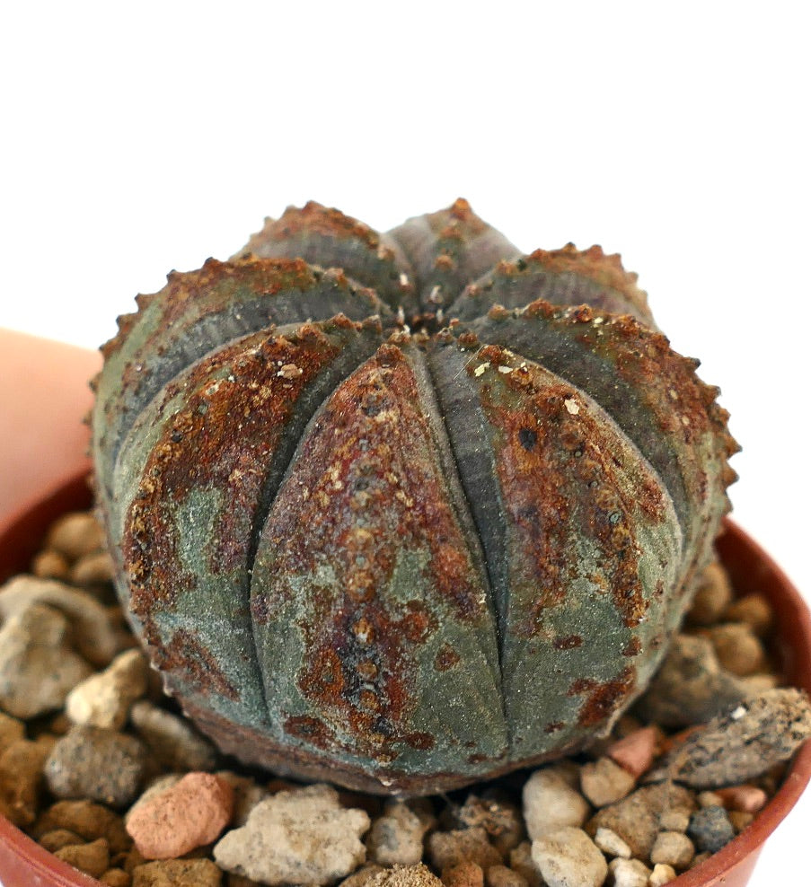 Euphorbia obesa, cactus succulento con creste arrotondate e marcature marroni testurizzate