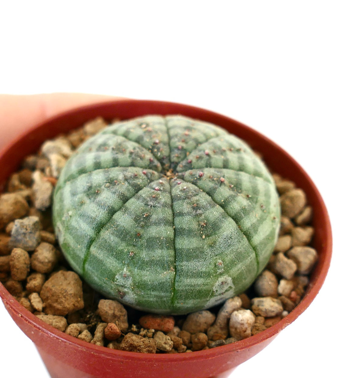 Euphorbia symmetrica K2K