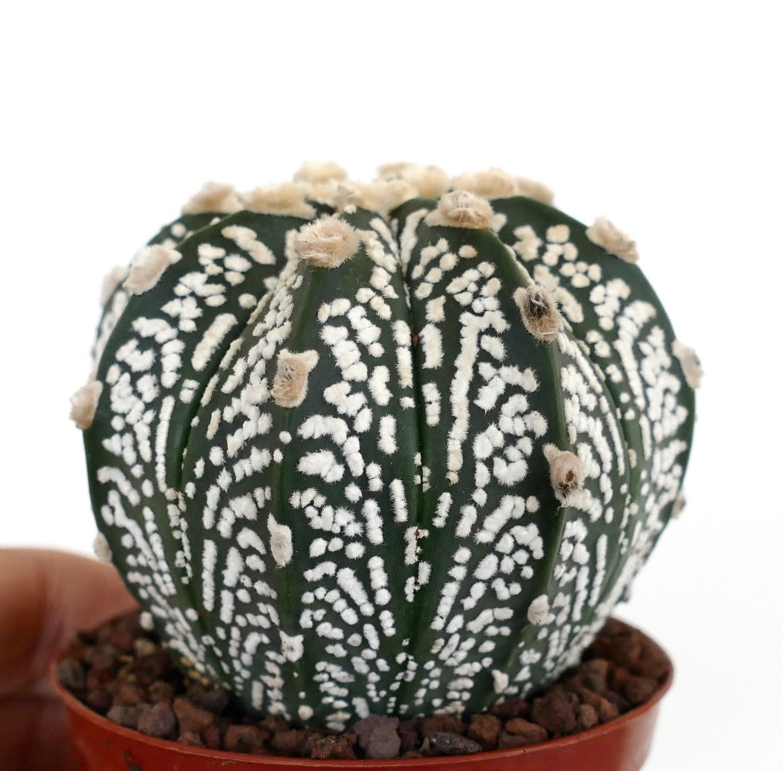 Astrophytum cv ONZUKA sjelden rund kaktus med hvite flekkete mønstre og myke dun.