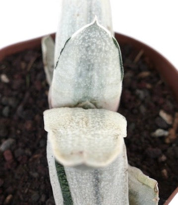 Gasteria batesiana succulent with thick, textured, pale variegated leaves in a pot