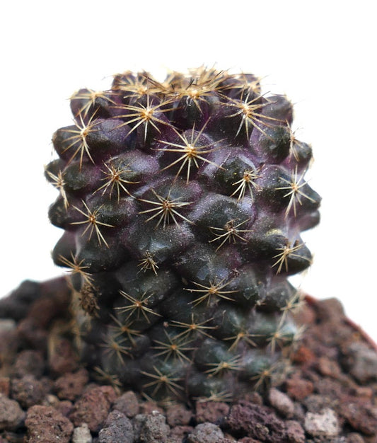 Copiapoa tenuissima dark purple succulent cactus with sharp golden spines in rocky soil