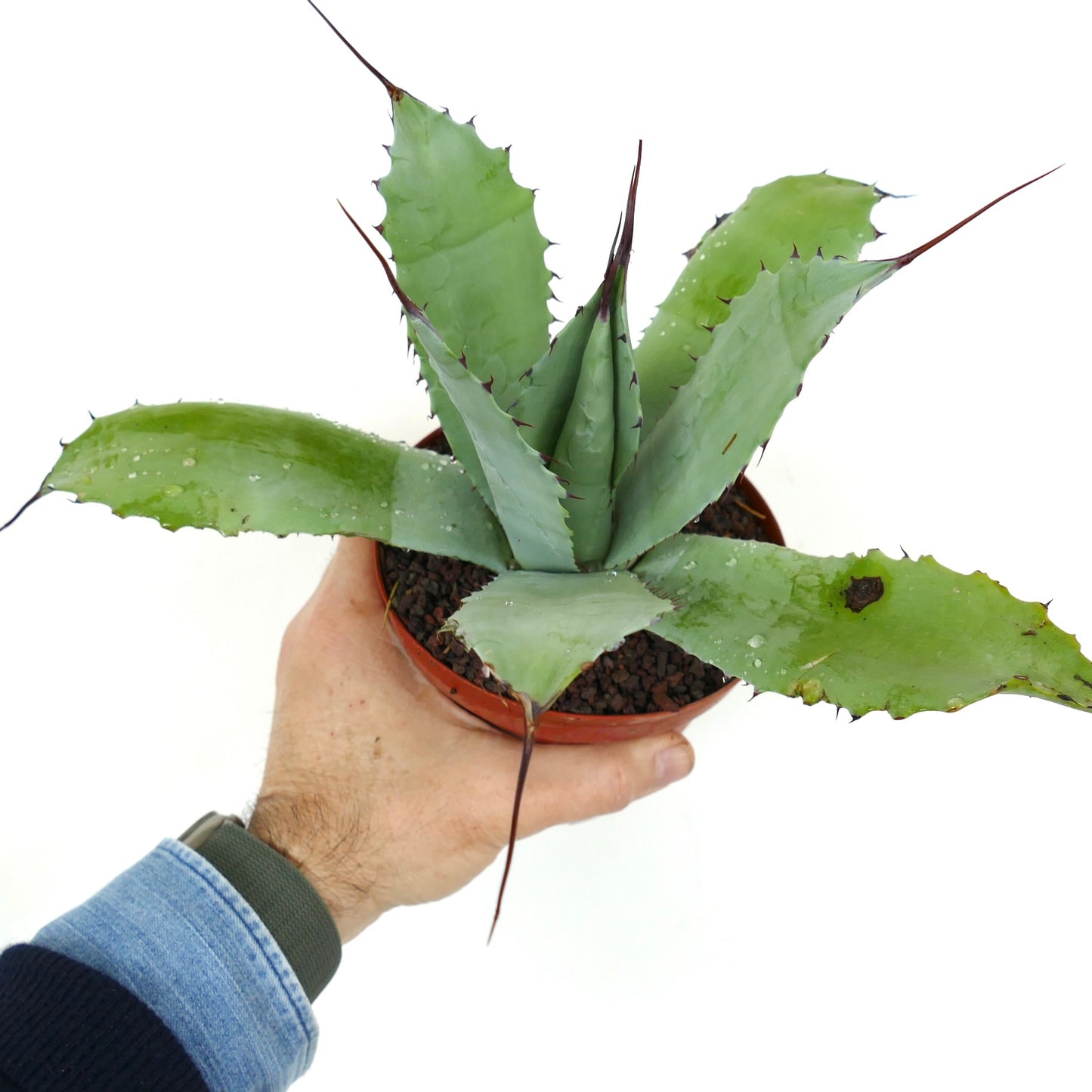 Agave verschaffeltii X Agave utahensis succulent with long sharp spines and thick green leaves