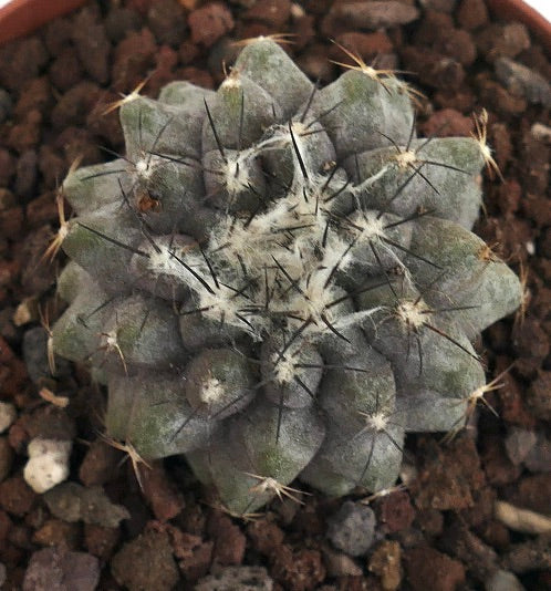 Copiapoa humilis small round succulent cactus with dense white wool and dark spines