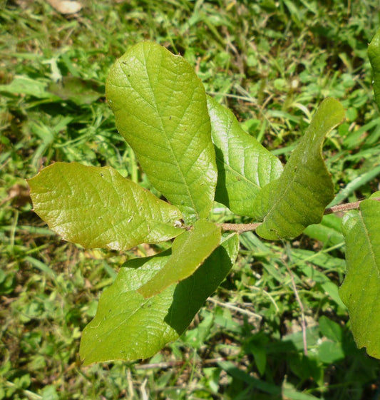 Quercus arizonica 10-20cm