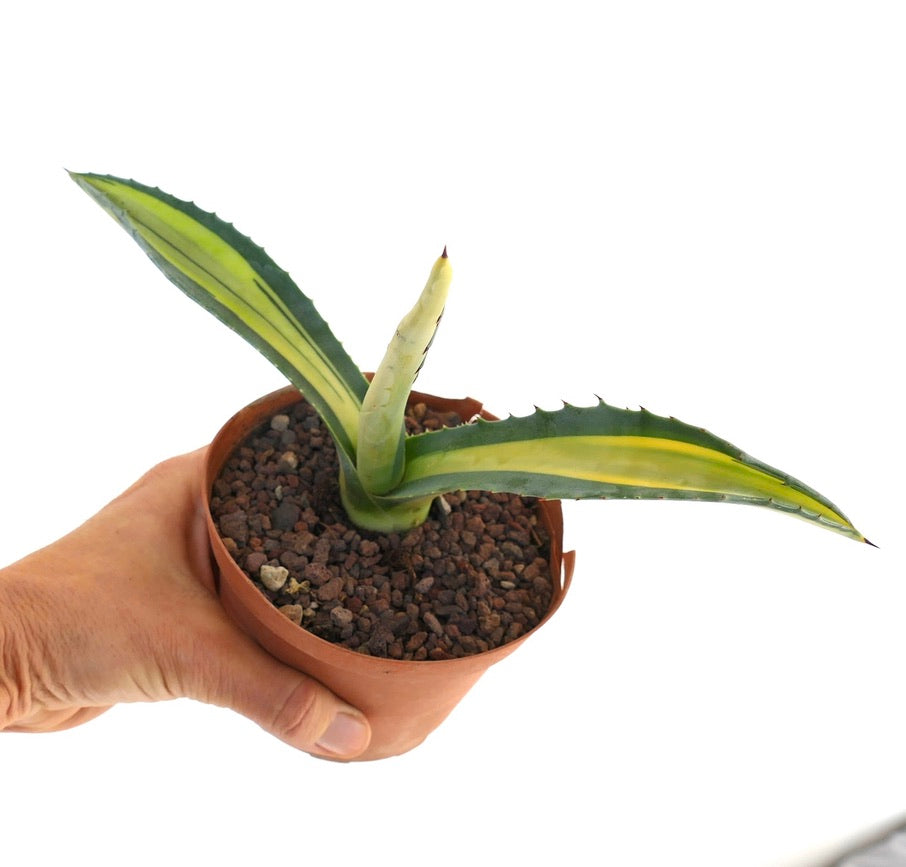 Agave americana MEDIOPICTA YELLOW VARIEGATED KR4
