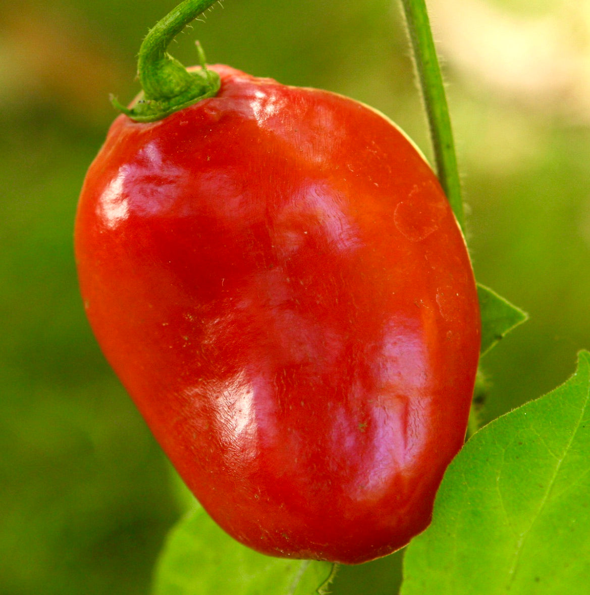 Capsicum pubescens "rocoto" ripe red pepper fruit with smooth shiny skin and green stem
