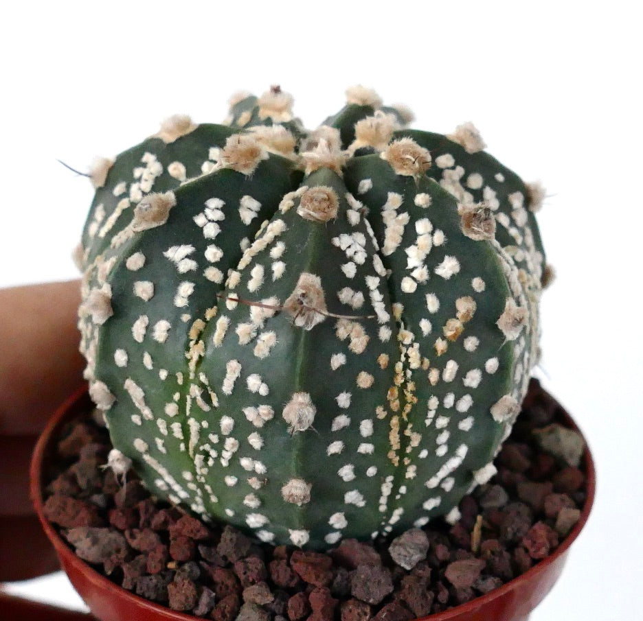 Cactus sphérique Astrophytum cv ONZUKA avec aréoles blanches et petits touffes brunes en pot