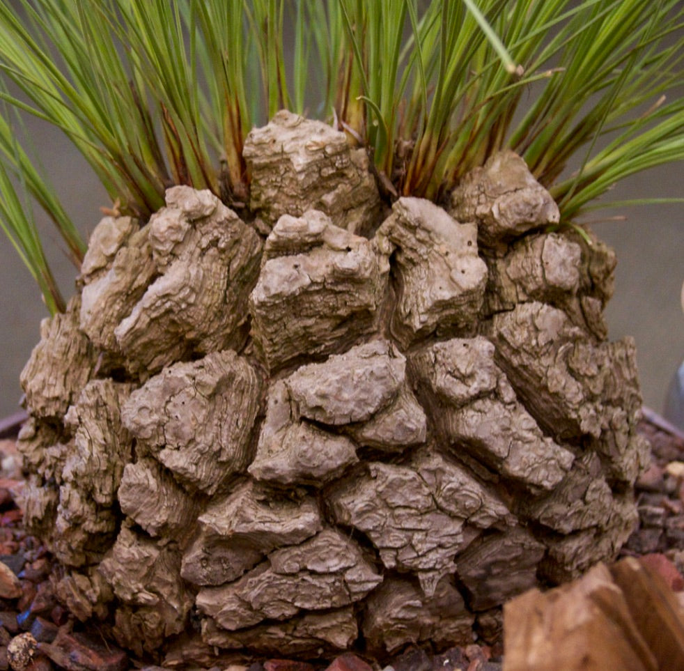 Calibanus sin. Beaucarnea hookeri Sukkulente mit dickem, strukturiertem Caudex und dünnen grünen Blättern