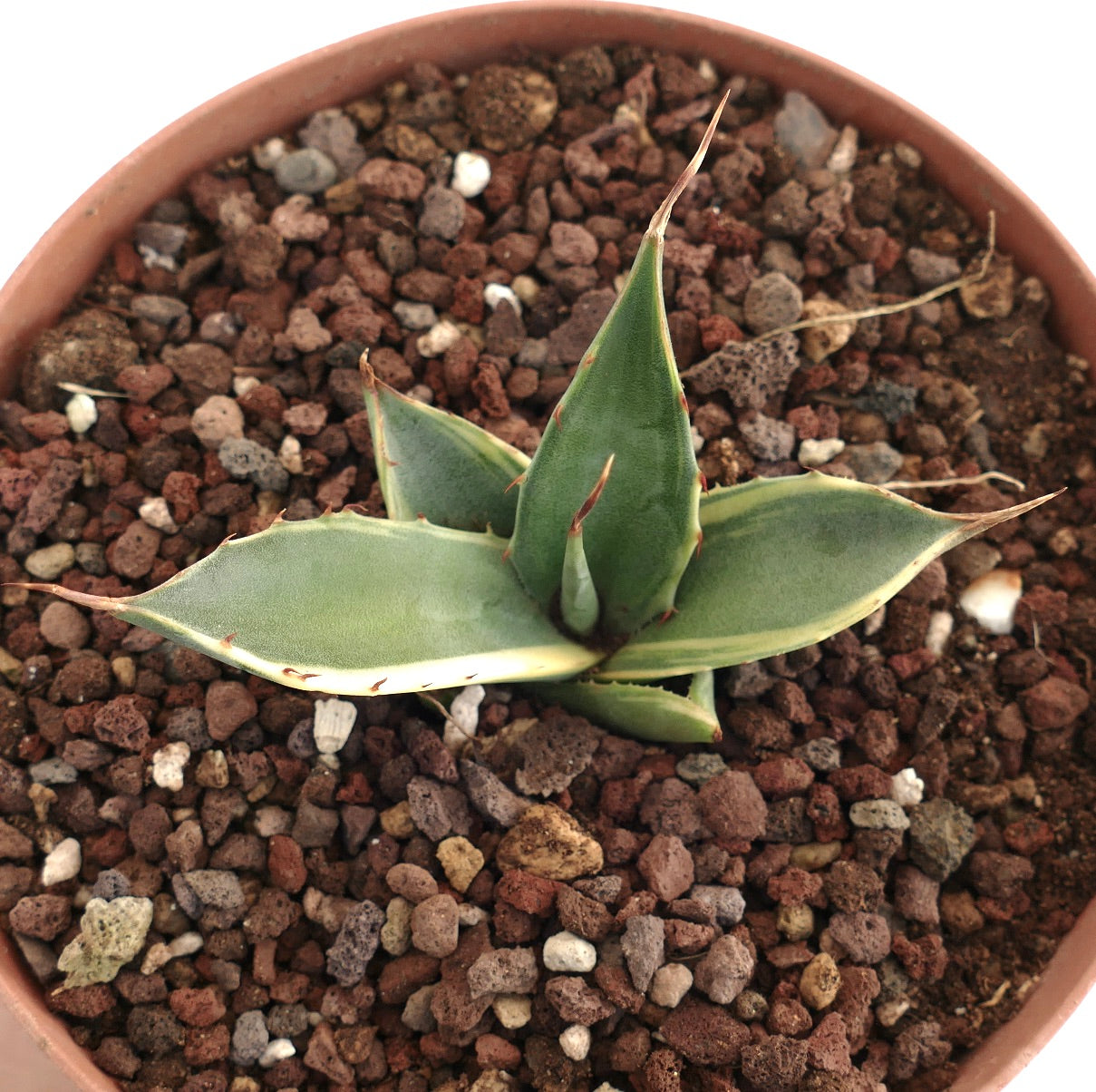 Agave asperrima small succulent with thick variegated green and cream leaves and sharp spines