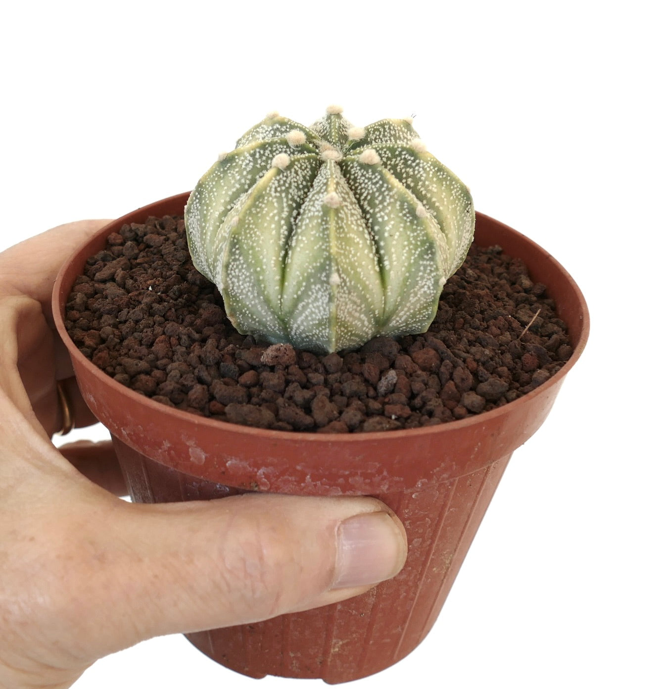 Astrophytum asterias X myriostigma small variegated succulent cactus with white speckles