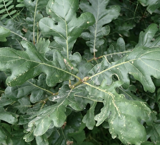 Quercus robur subsp. pedunculiflora 20-40cm