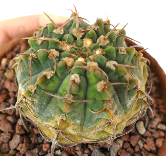 Cactus succulent Gymnocalycium vatteri avec des côtes arrondies et de longues épines incurvées en pot