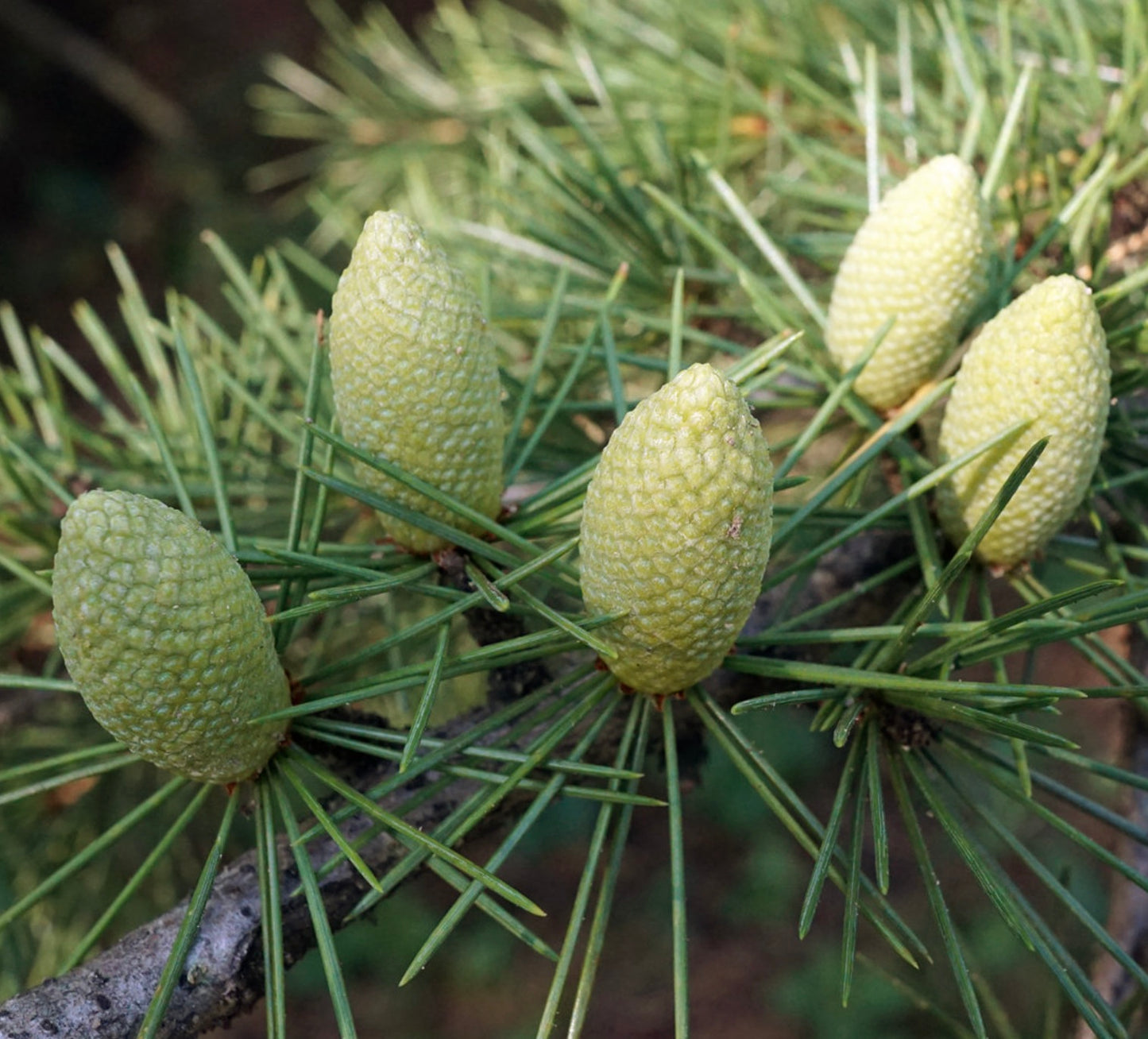 Cedrus libani young green cones with needle-like leaves on branch close-up
