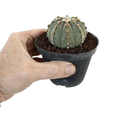 Astrophytum asterias small round cactus with white speckles and soft brown areoles in pot