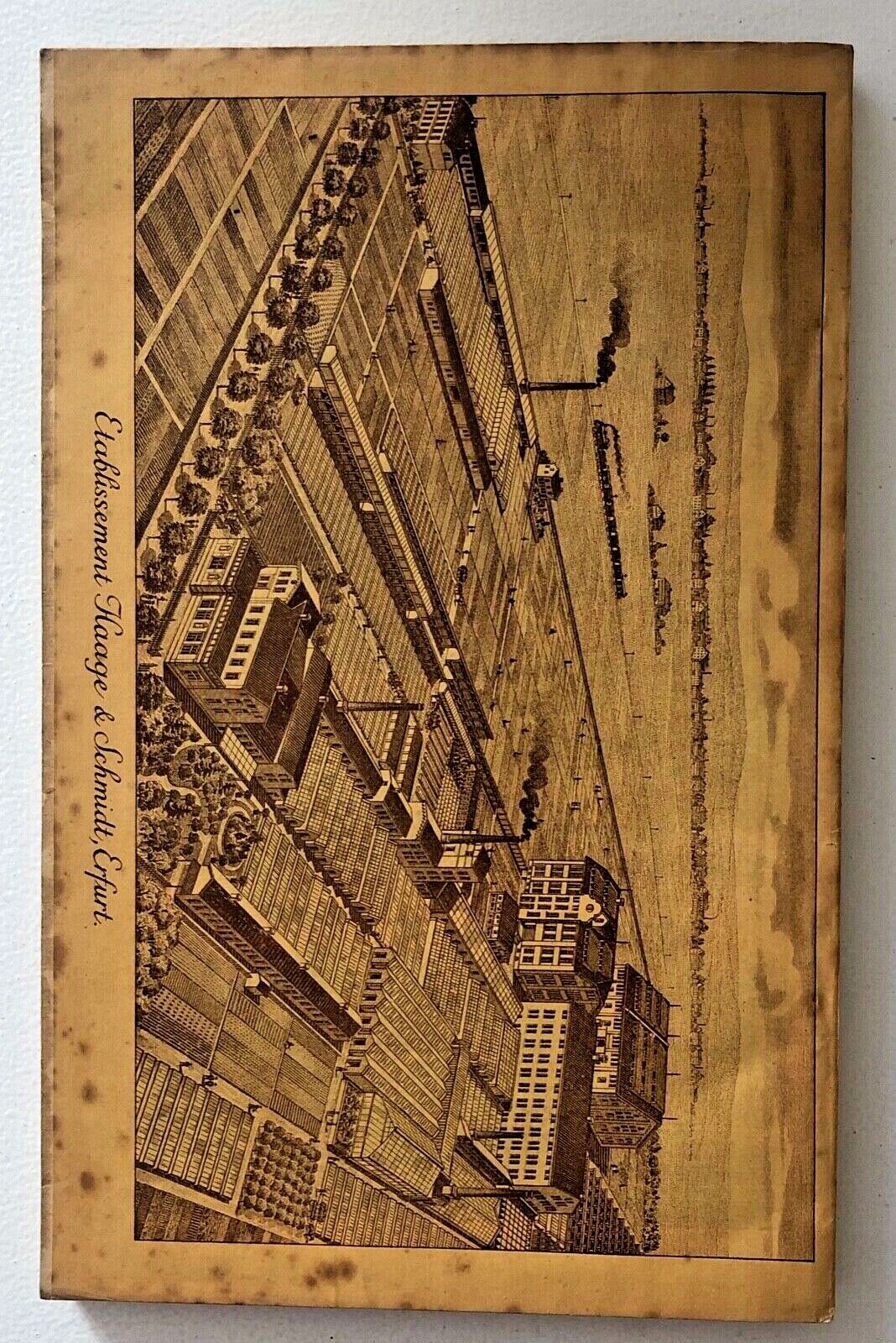 No botanical name found in the title to create alt text.