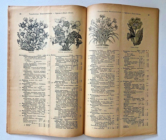 Nessun nome botanico presente nel titolo per la creazione del testo alternativo.