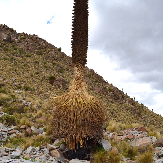 Puya raimondii sjelden høy plante med tett brun blomsterstand og tørr gresskjørt