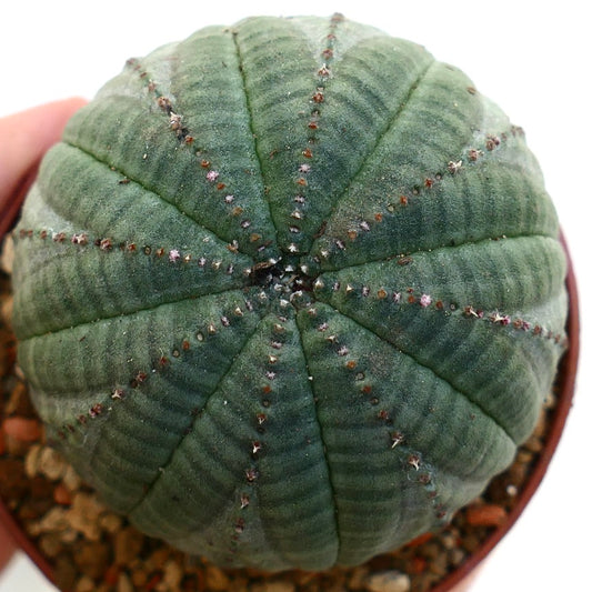 Euphorbia symmetrica GREEN